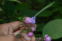 Strobilanthes lupulinus
